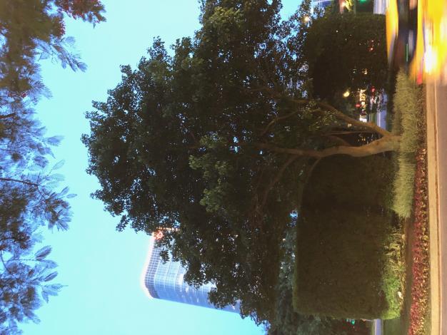 34-臺北市政府工務局公園路燈工程管理處採取台電魚木的枝條扦插繁殖而來，種植於仁愛圓環的四處綠島上