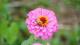 照片11、大百日草單一花朵可開2周，花期長達3~6個月，故稱為百日草。 (資料來源：臺北市政府工務局)