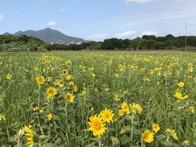 3、2021關渡秘境花海現場照片，向日葵已日漸茁壯.JPG