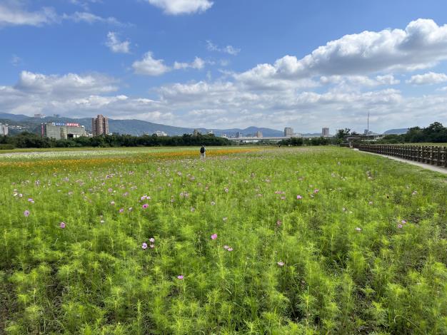 10、2021關渡秘境花海現場照片，大波斯菊含苞待放，迎風搖曳