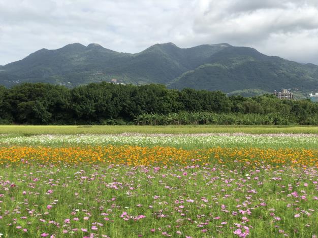 2、2021關渡秘境花海現場照片，北側為狀闊的大屯山系.JPG