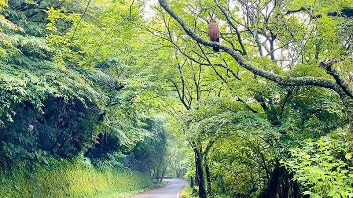 113年度臺北市山坡地邊坡改善與設施維護工程