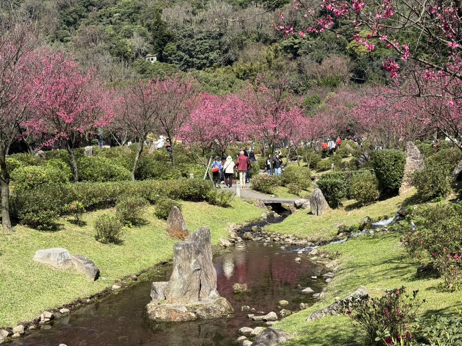 陽明公園櫻花盛開 