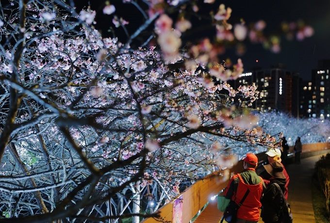 公園處_樂活夜櫻季