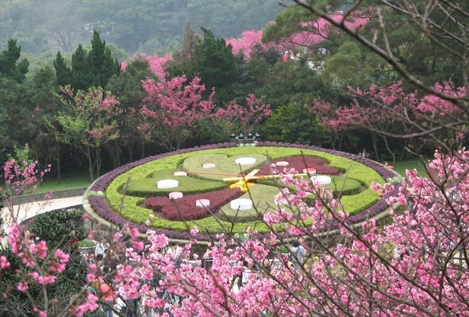 公園處_陽明山花季