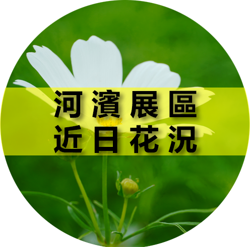 河濱近日花況