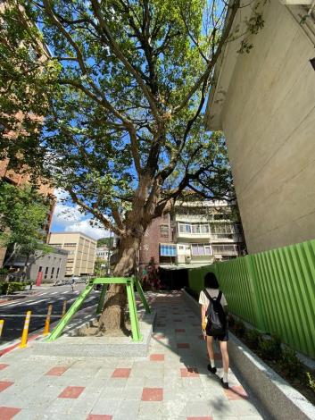 圖6 拓寬後圍牆退縮受保護樹木與市民更親近