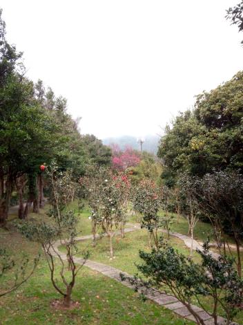 除了茶花，山櫻花也開了