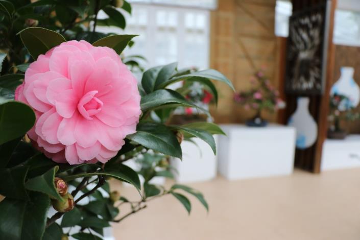 茶花展2