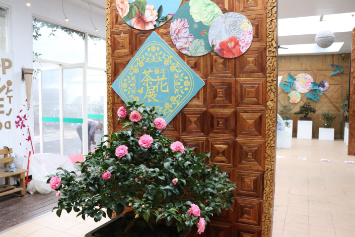 展場內展示珍貴的茶花盆景