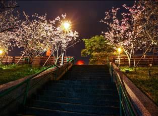 圖5樂活公園櫻花林