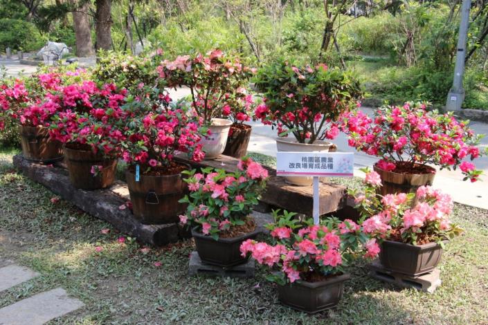 圖14.大安森林公園杜鵑花品種區-桃園區農業改良場育成品種