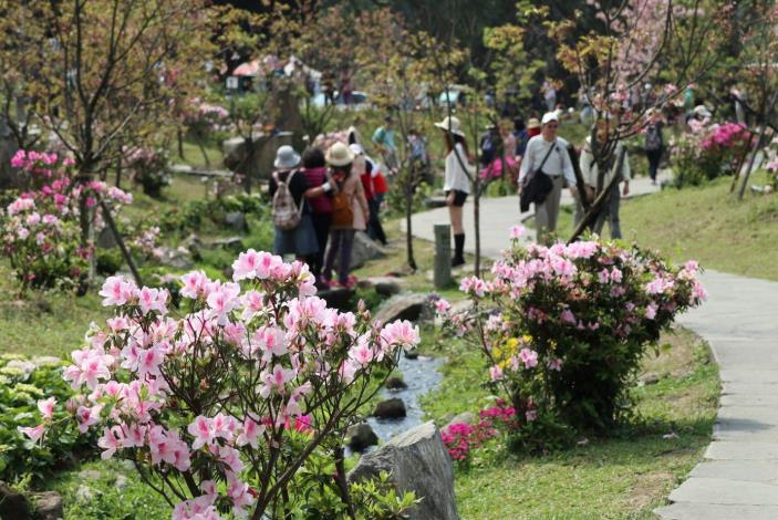 圖22.陽明公園杜鵑花與櫻花齊放 吸引許多民眾前往觀賞