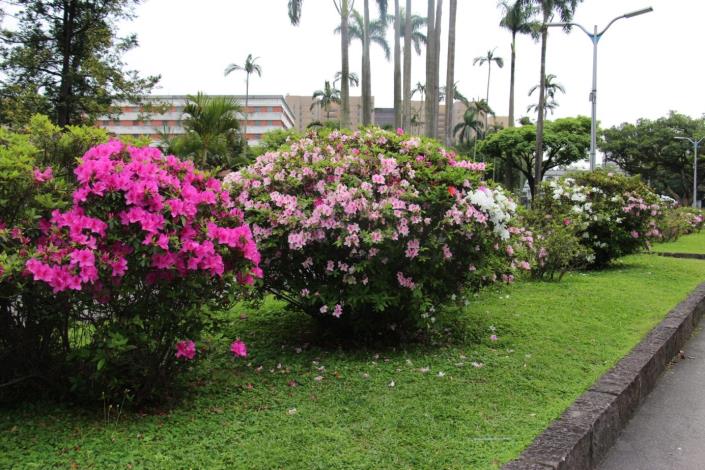圖23.二二八和平公園也有多處杜鵑花等待大家前來觀賞