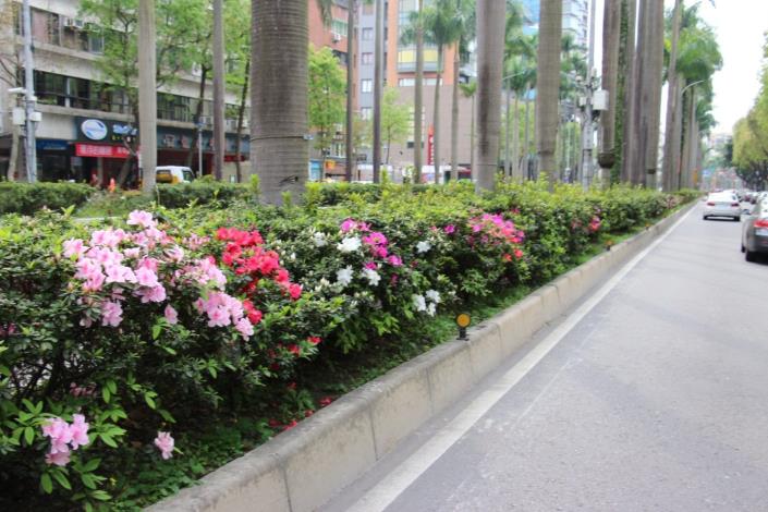 圖20.仁愛路杜鵑花已悄悄綻放