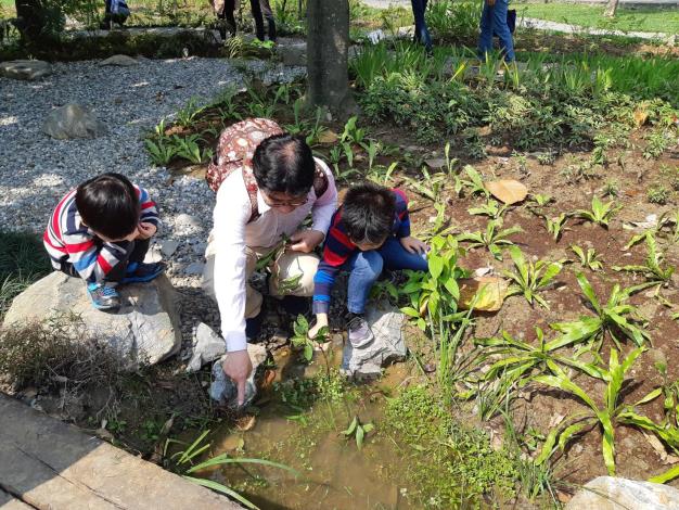 圖八、小朋友種植大安水蓑衣。