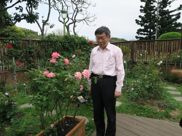 圖5、柯市長專注欣賞玫瑰花之美。.JPG