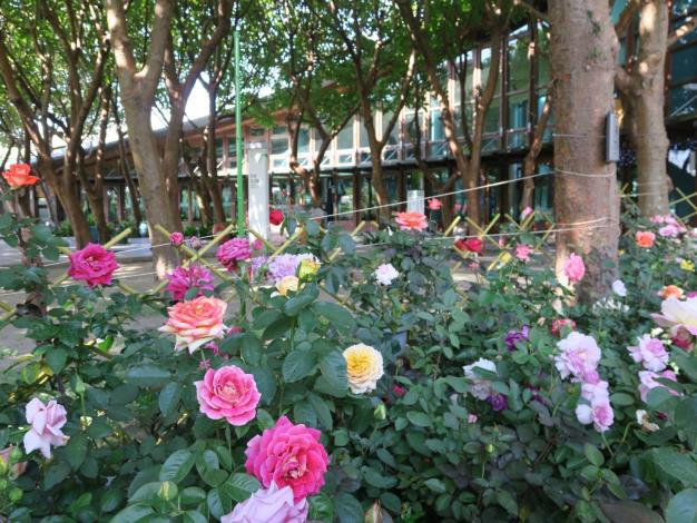 圖10、天使生活館前玫瑰花綻放。
