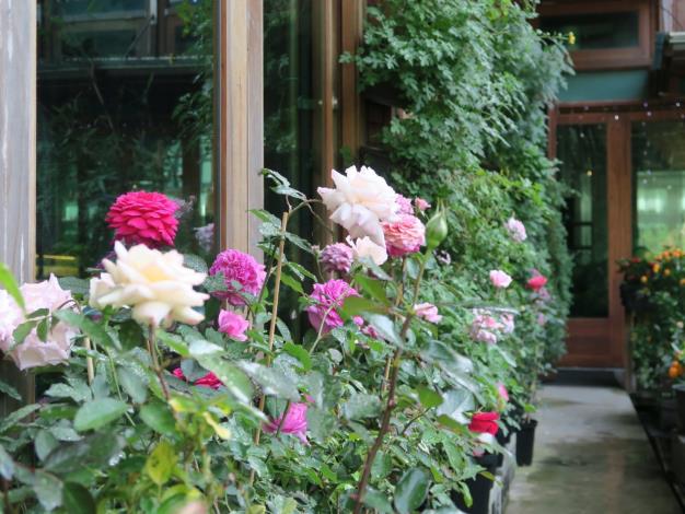 圖12、天使生活館旁玫瑰花走道。