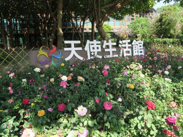 圖9、天使生活館配合春季玫瑰展佈置玫瑰花盆栽。