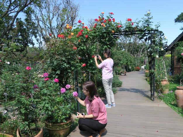 圖1、臺北玫瑰園拱門百花盛開