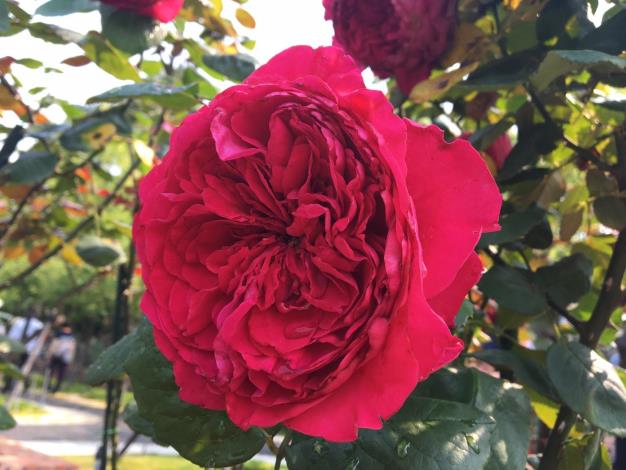 圖6. 圓瓣簇生型鮮紅色的「古典胭脂 Ruge Royale」