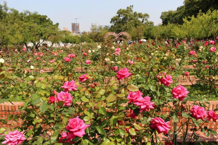 圖3.士林官邸玫瑰園9成玫瑰花朵綻放