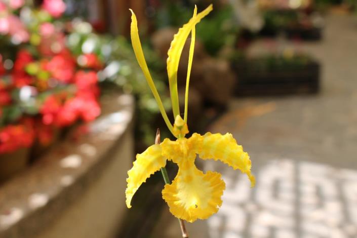 圖1.花朵構造特殊的「娥形文心」