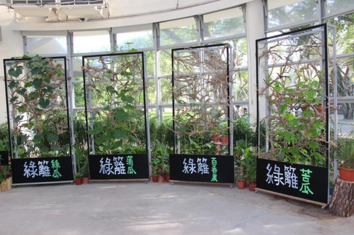 圖8.爬藤蔬果佈置而成的綠籬層架
