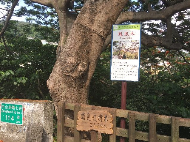 臺北市政府工務局公園路燈工程管理處 新聞稿 東和公園8傳奇老鳳凰木紅不讓