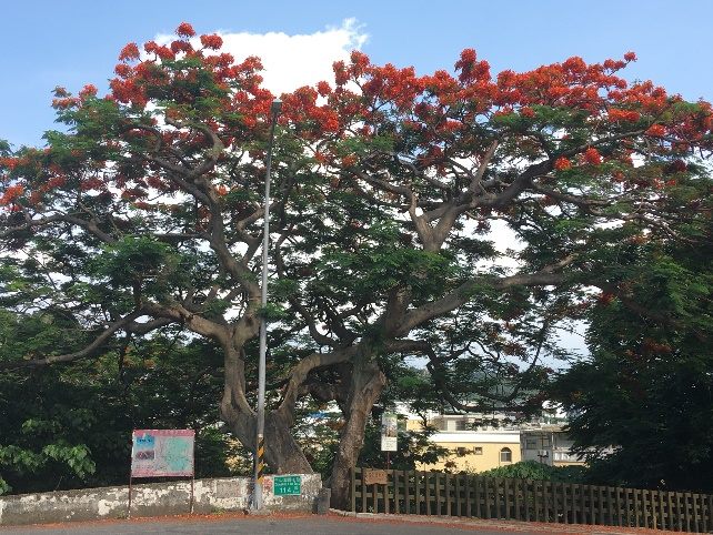 臺北市政府工務局公園路燈工程管理處 新聞稿 東和公園8傳奇老鳳凰木紅不讓