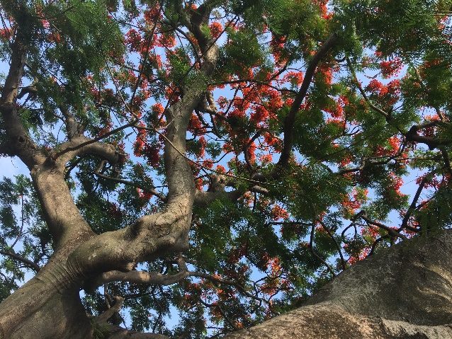 臺北市政府工務局公園路燈工程管理處 新聞稿 東和公園8傳奇老鳳凰木紅不讓