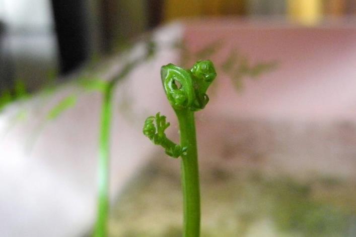 圖5.水蕨以食用嫩葉為主，通常以孢子及不定芽進行繁殖。(由臺北植物園許文俊老師提供)