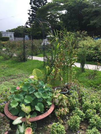 圖3.水生植物搭配草花布置