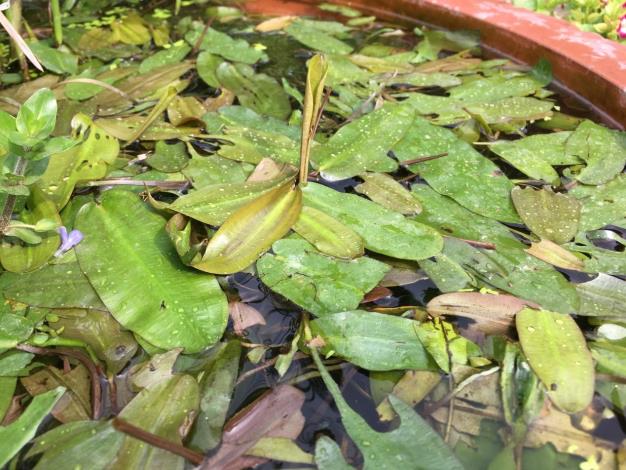圖5.眼子菜