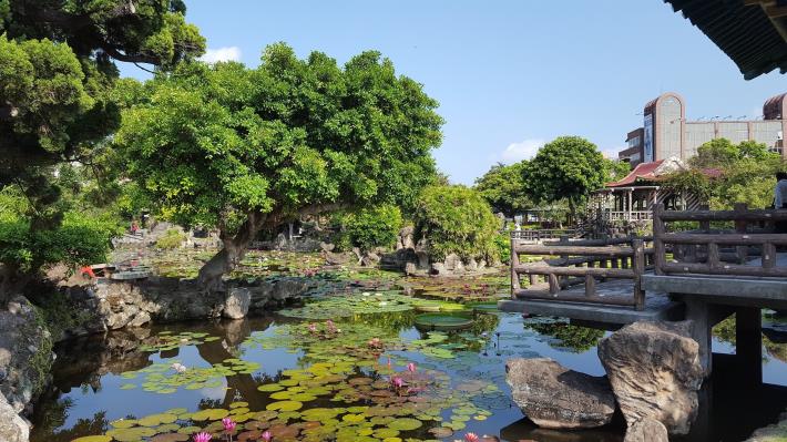 圖4.各色睡蓮讓雙溪公園水池熱鬧非凡