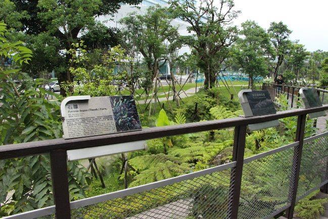 圖5. 三重世貿公園的蕨類谷是帶小朋友認識蕨類的好地方