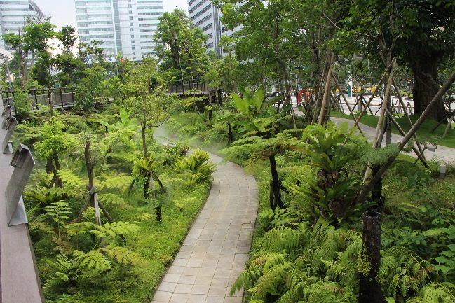 圖4.三重世貿公園翠綠的蕨類谷地園。