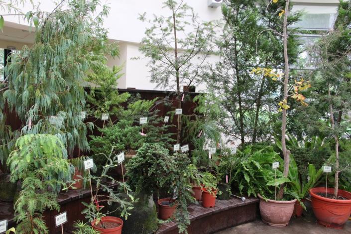 圖4.遠古植物展展期10月16日至11月1日止.JPG