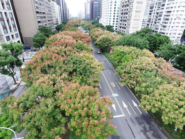 (圖2)秋風染紅枝梢為敦化南路帶來城市景觀美感