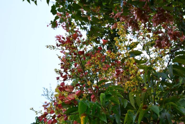 (圖4)秋風將黃花轉成紅果佈滿樹冠