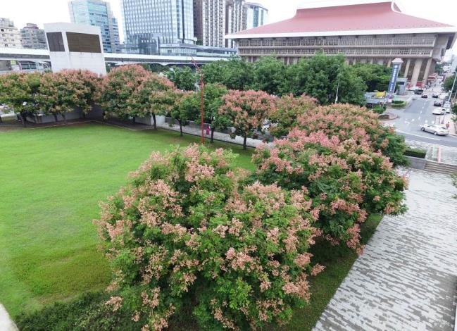 (圖6)行旅廣場臺灣欒樹成為來往行人專注焦點