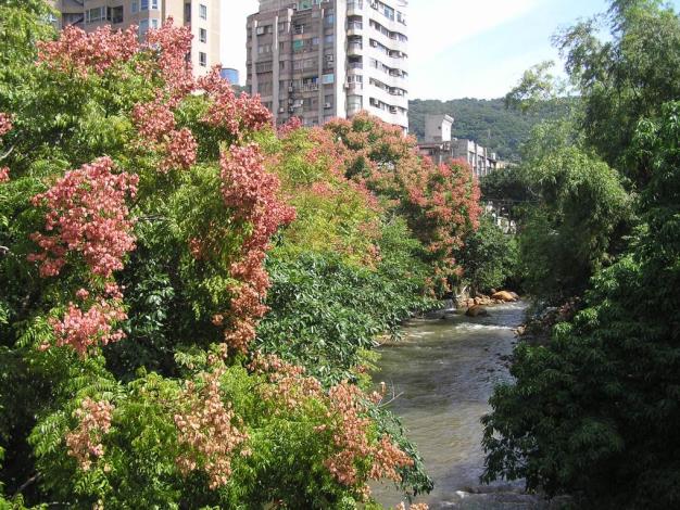 (圖7)磺溪河畔落花流水，秋意中的旺盛生命力