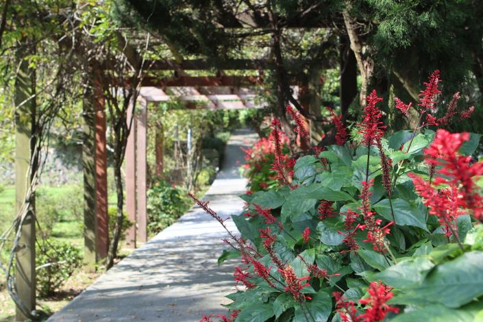 紅樓花開花現況.JPG