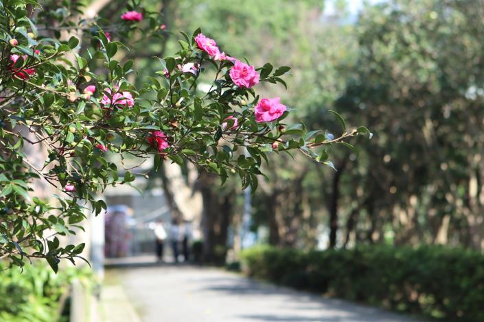 園區茶梅年年都盛開迎賓.JPG