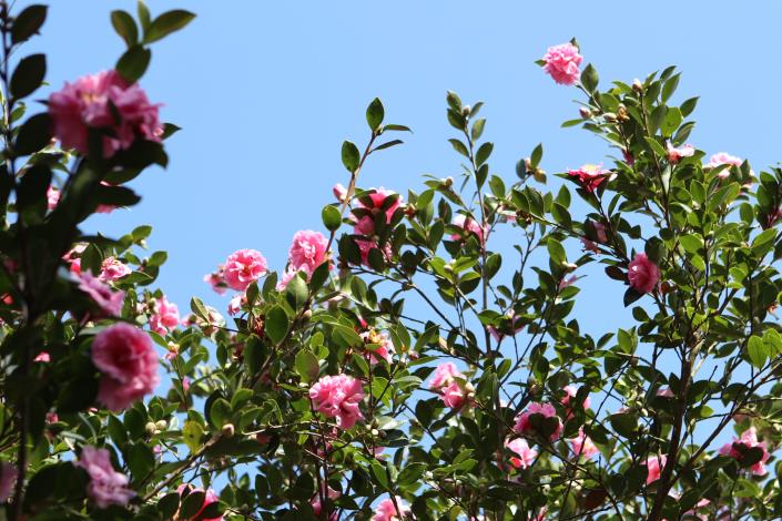 茶梅開花現況.JPG