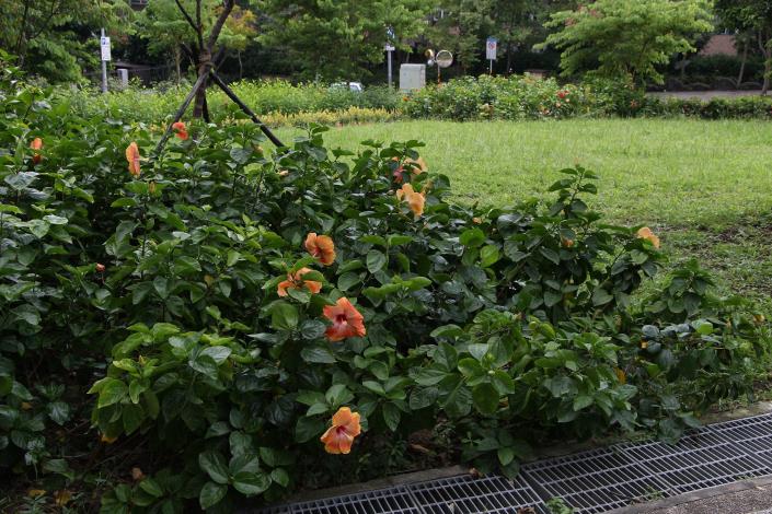 4.麗湖綠地的朱槿花不遑多讓。