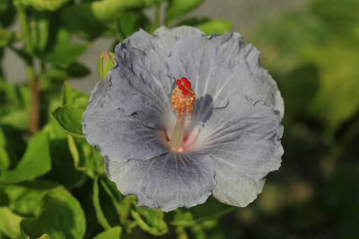 6.朱槿花-紫色 (圓花種)。