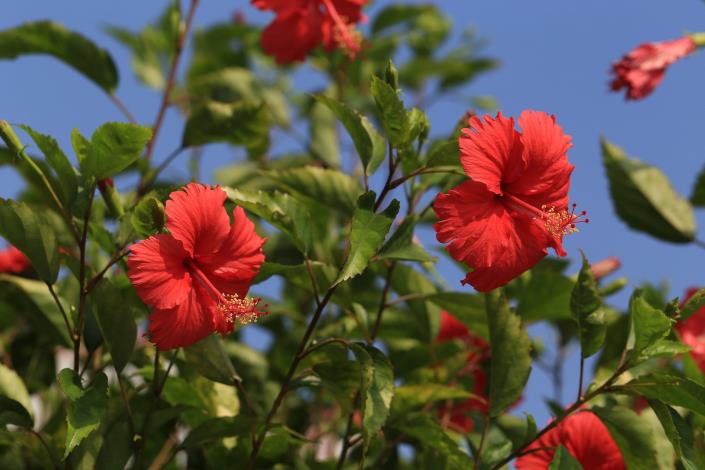 12.碧湖公園湖畔木棧道的朱槿花。