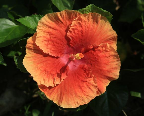 9.朱槿花-金橘色。